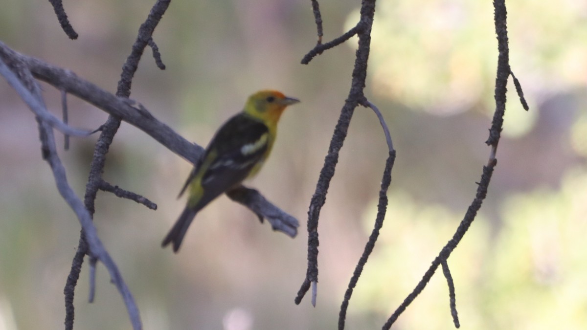 Western Tanager - ML621521194