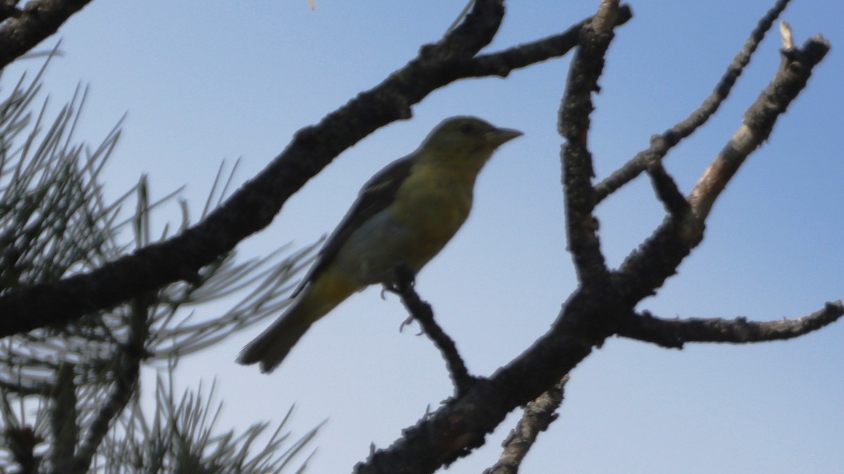 Western Tanager - ML621521195