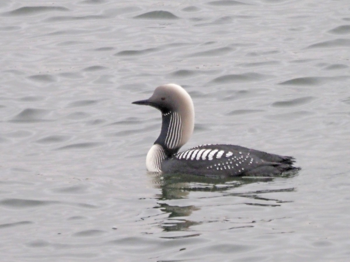 Pacific Loon - Luc and Therese Jacobs