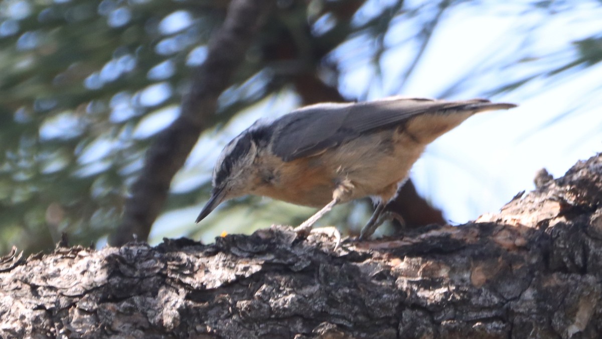 Red-breasted Nuthatch - ML621521208