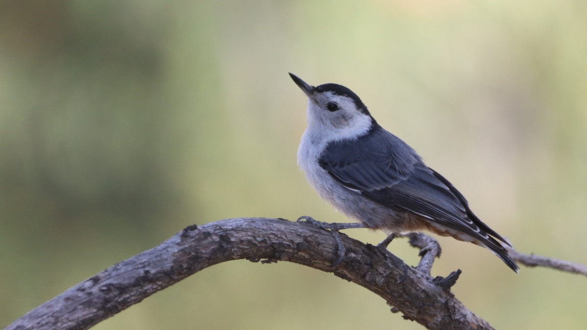 White-breasted Nuthatch - ML621521212