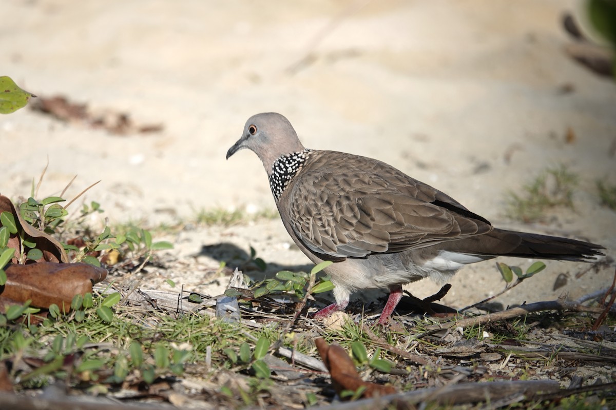 Spotted Dove - ML621521215