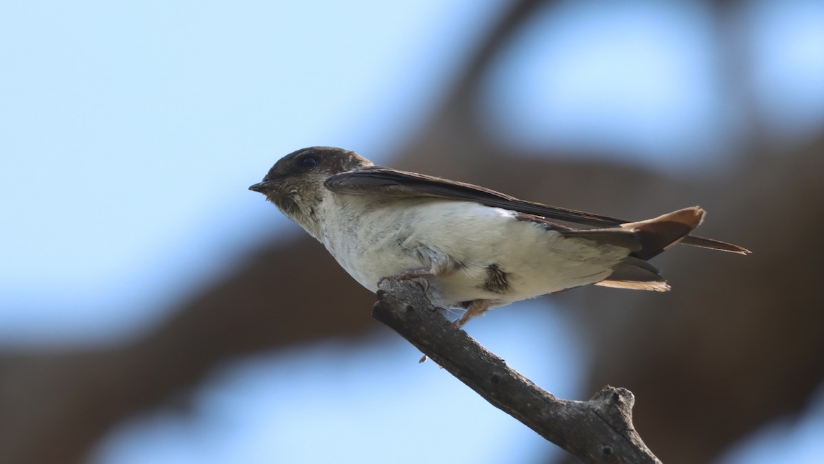 Violet-green Swallow - ML621521216