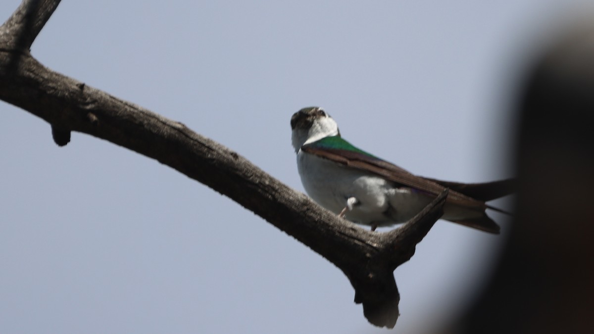 Violet-green Swallow - ML621521217