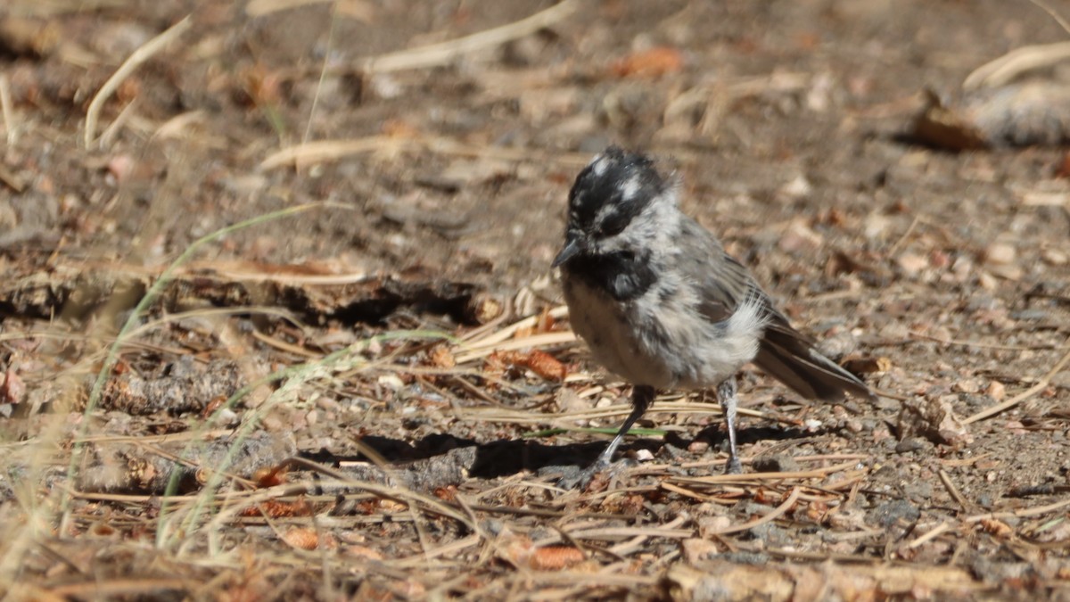 Mountain Chickadee - ML621521223