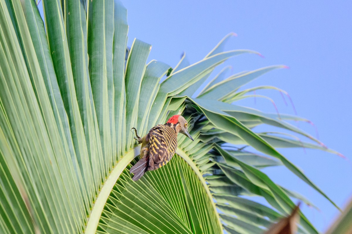 Hispaniolan Woodpecker - ML621521318