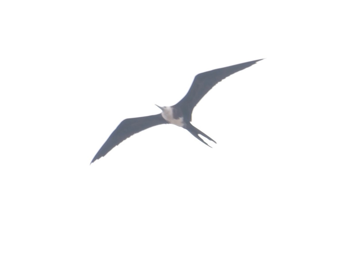 Magnificent Frigatebird - ML621521350