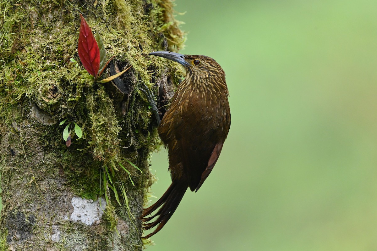 Strong-billed Woodcreeper - ML621521405