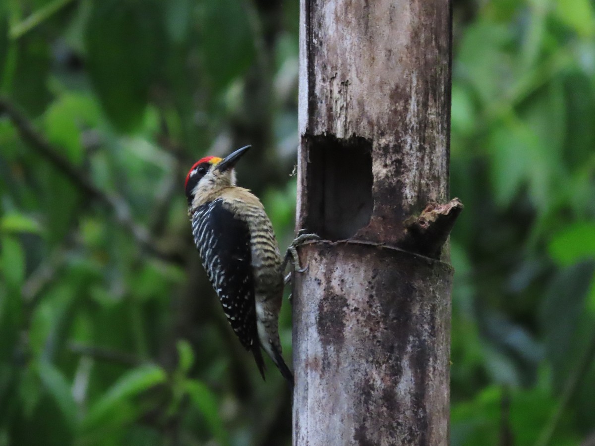 Black-cheeked Woodpecker - ML621521406