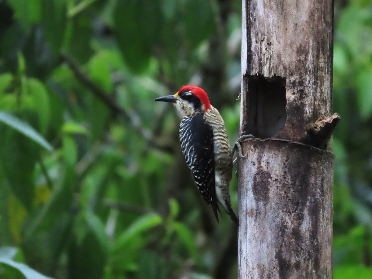 Black-cheeked Woodpecker - ML621521407