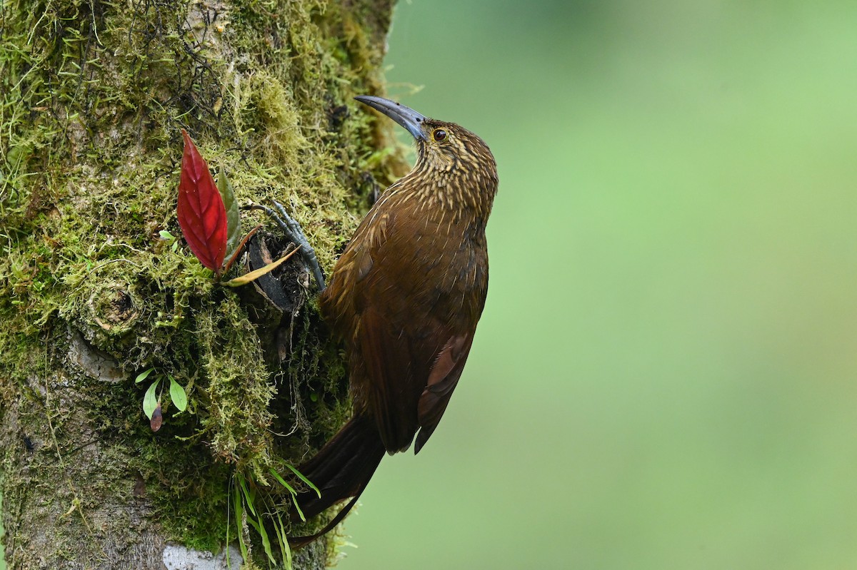 Strong-billed Woodcreeper - ML621521442