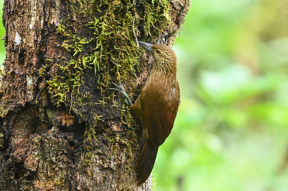 Strong-billed Woodcreeper - ML621521454
