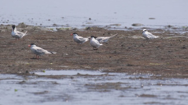 Roseate Tern - ML621521529