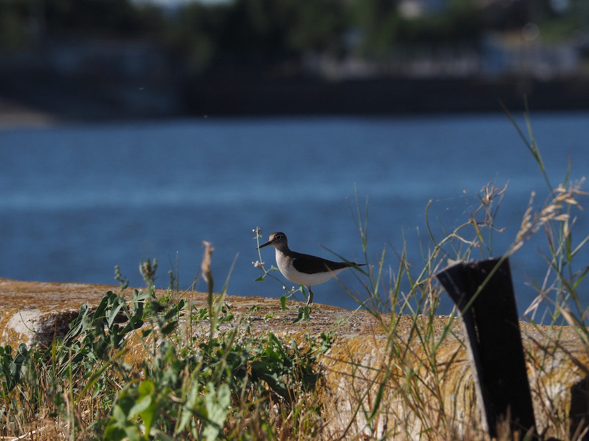 Common Sandpiper - Mikhail Ilichev