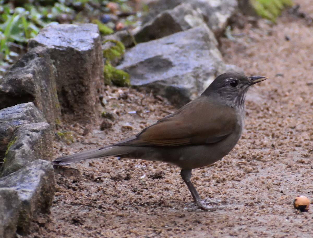 Pale-breasted Thrush - ML621521657