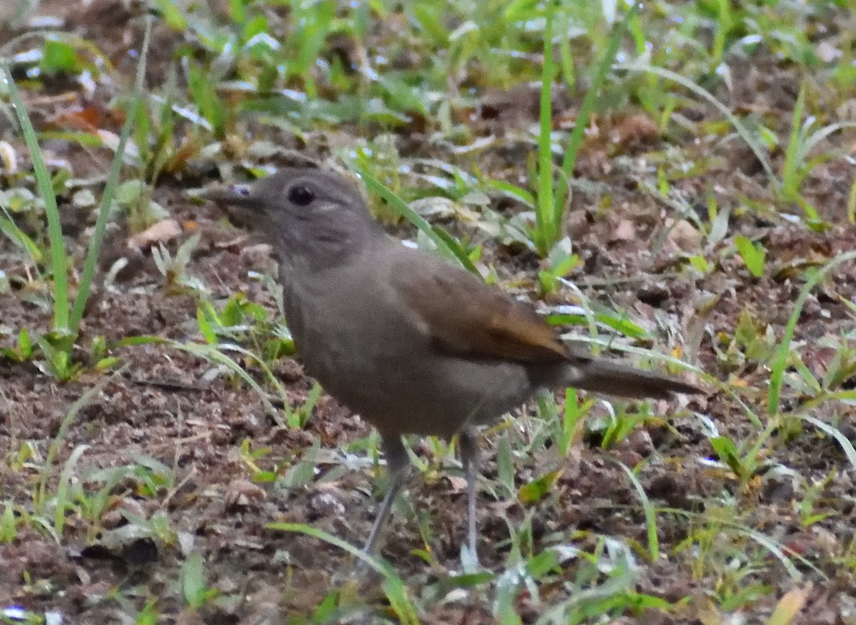 Pale-breasted Thrush - ML621521659