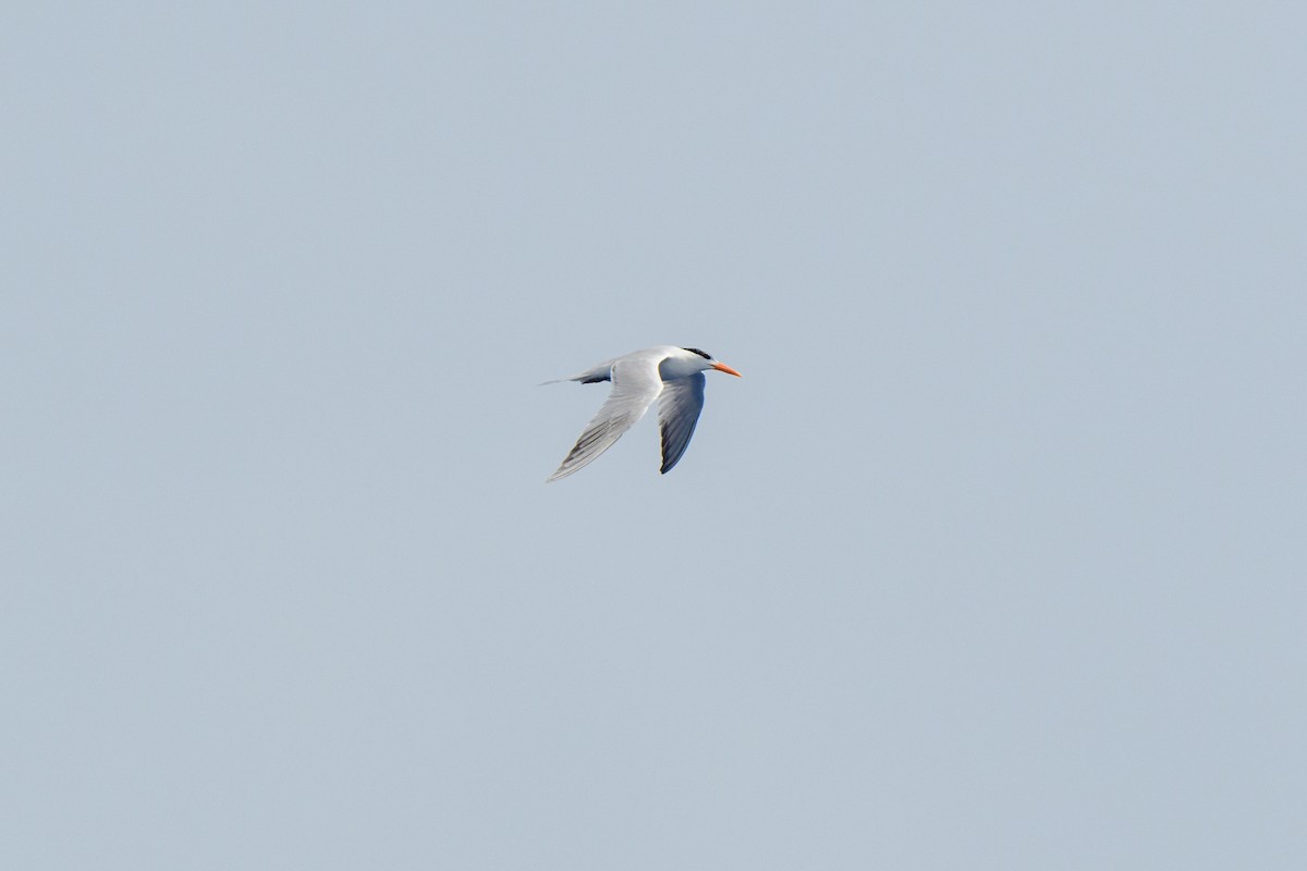 Royal Tern - ML621521708