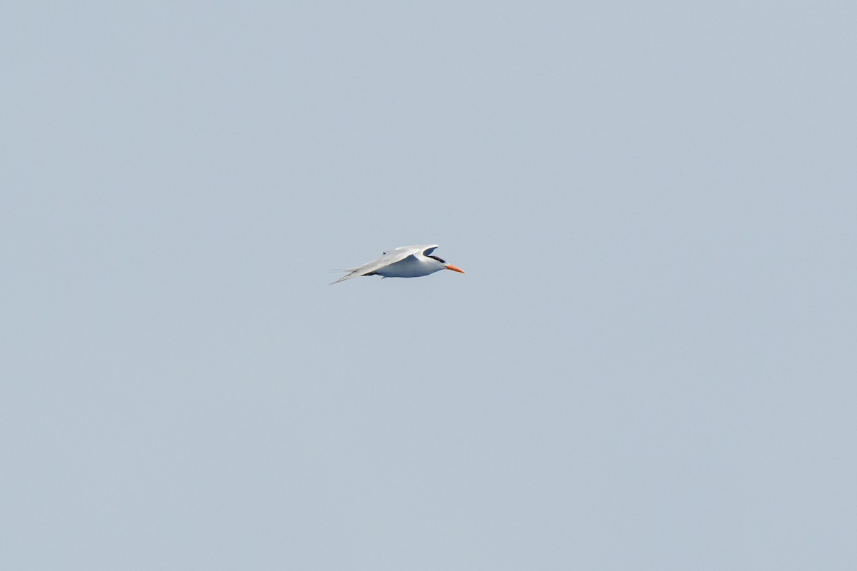 Royal Tern - ML621521709