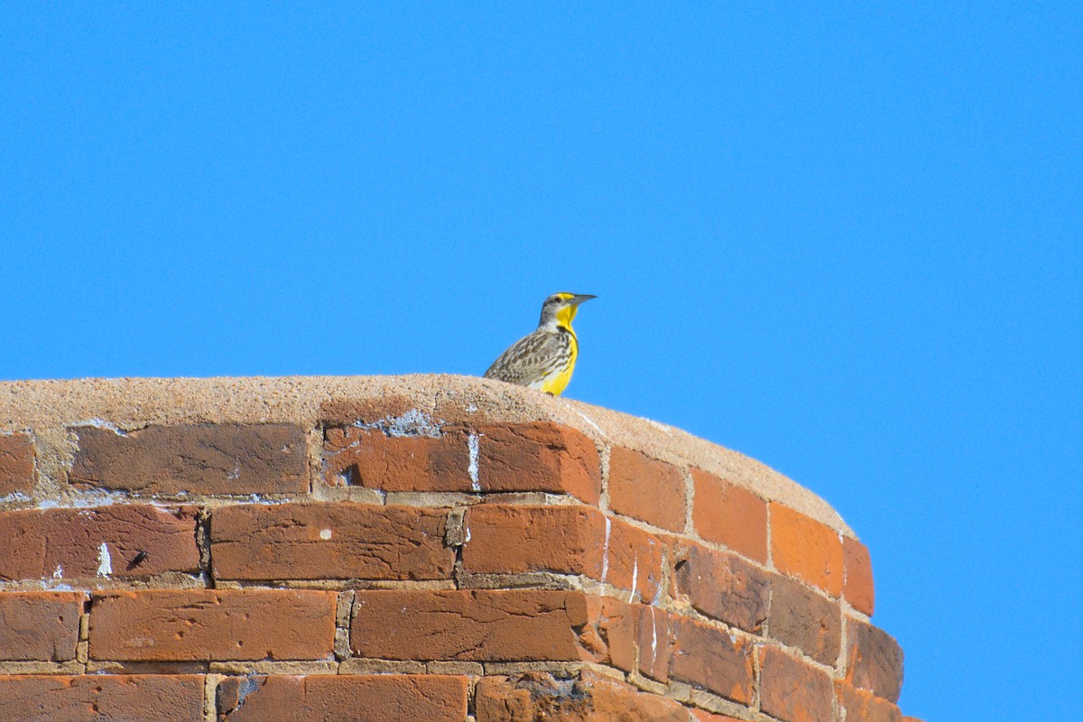 Western Meadowlark - ML621521718