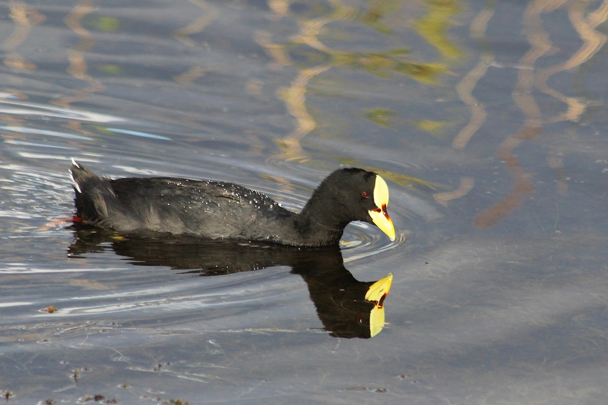 Red-gartered Coot - ML621521736