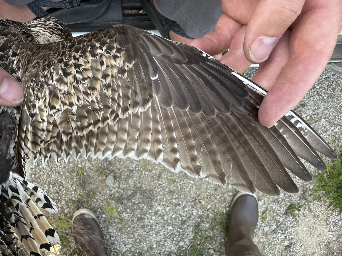 Upland Sandpiper - ML621521765