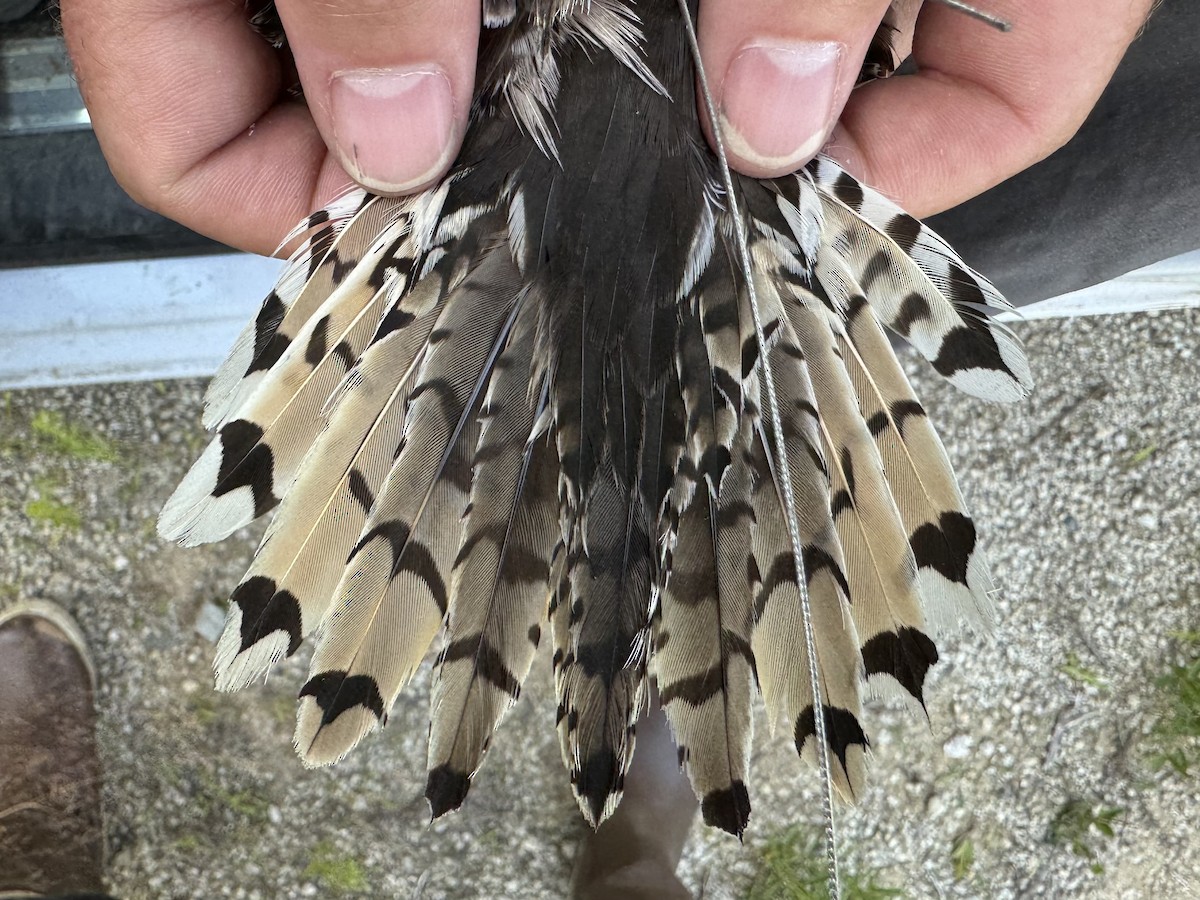 Upland Sandpiper - ML621521766