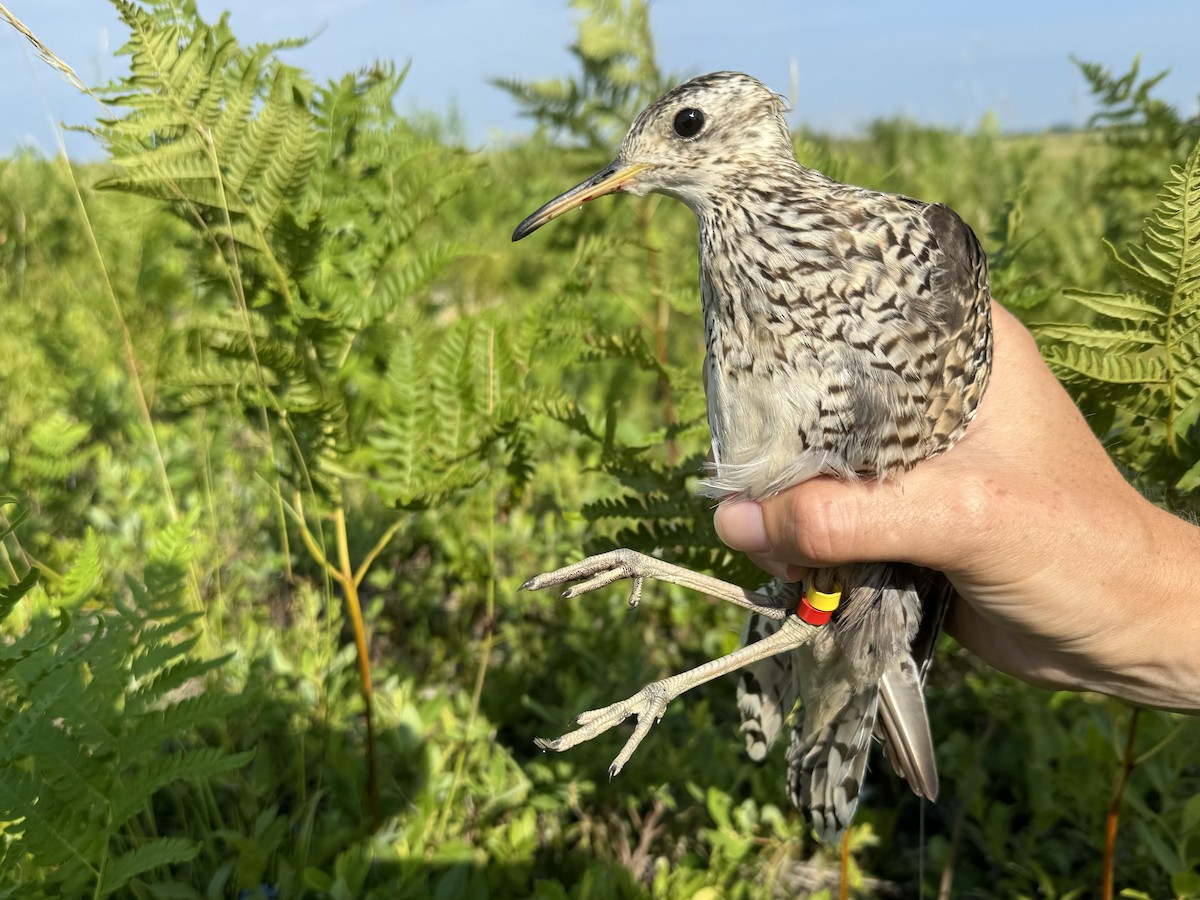 Upland Sandpiper - ML621521767