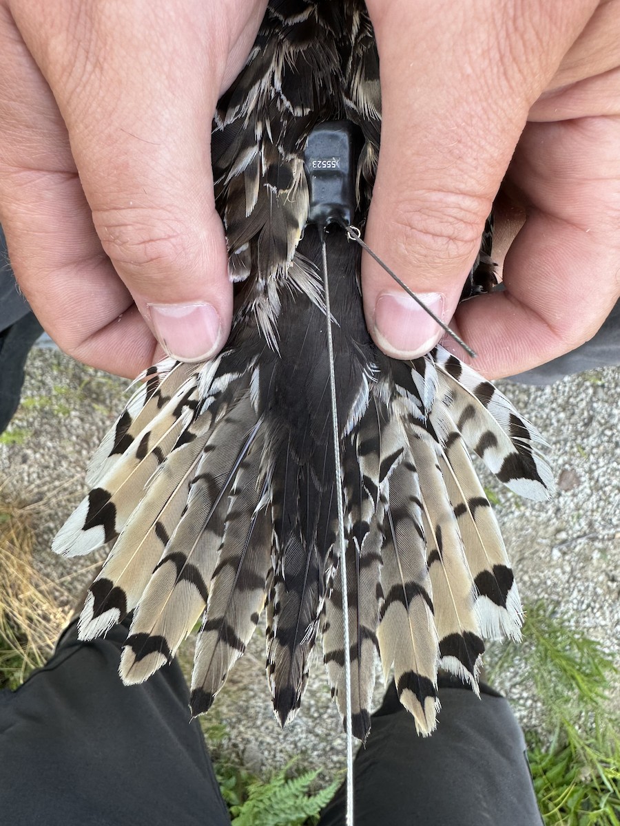 Upland Sandpiper - ML621521768