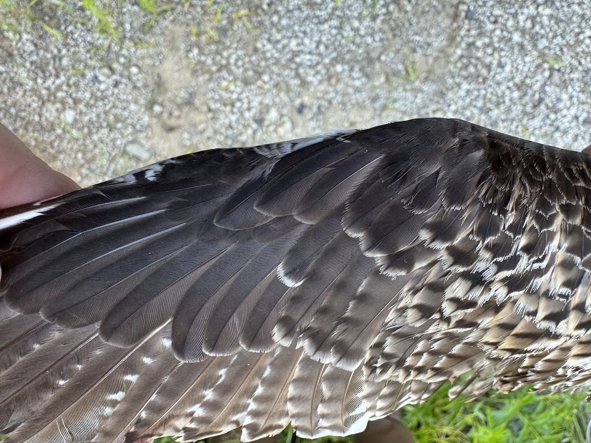 Upland Sandpiper - Alex Lamoreaux