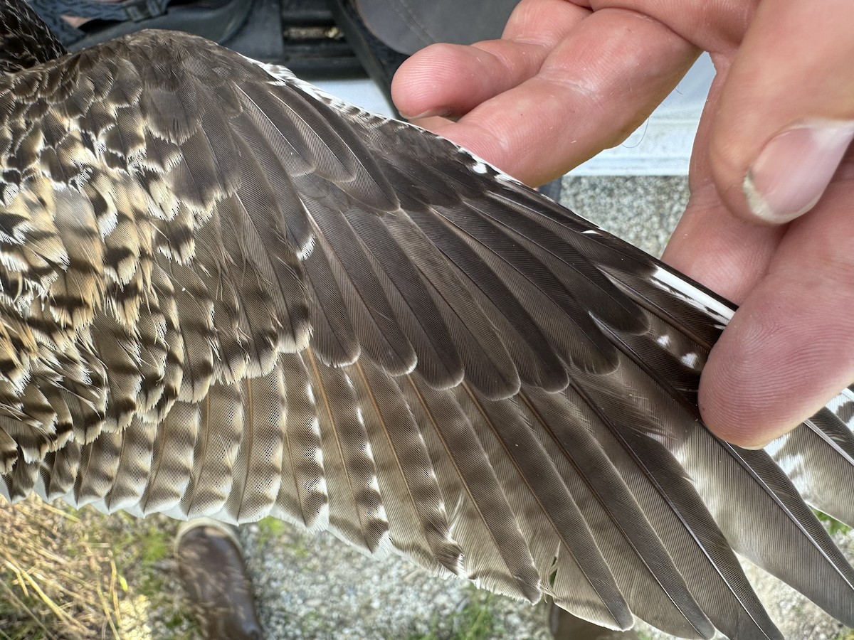 Upland Sandpiper - ML621521770