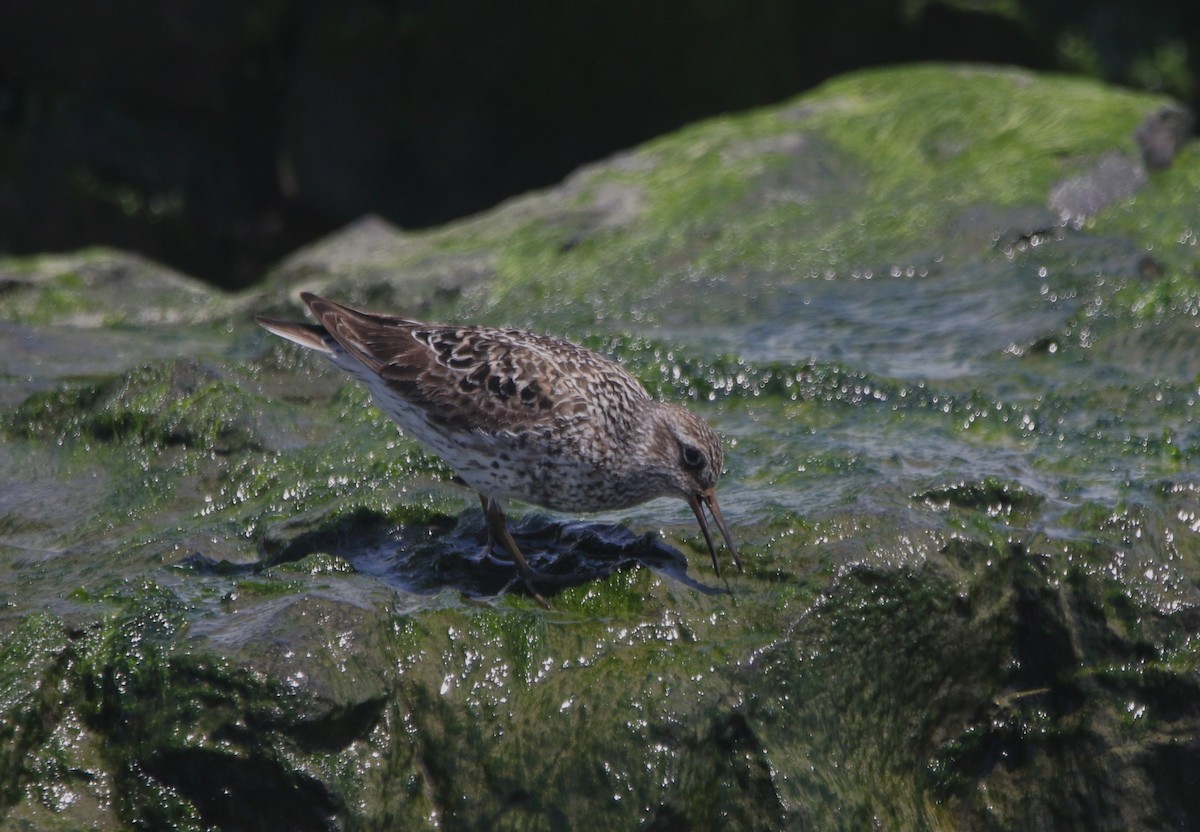 Purple Sandpiper - ML621521771