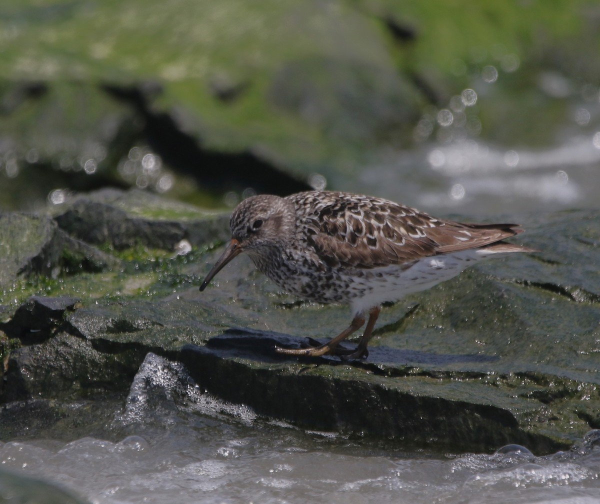 Purple Sandpiper - ML621521777