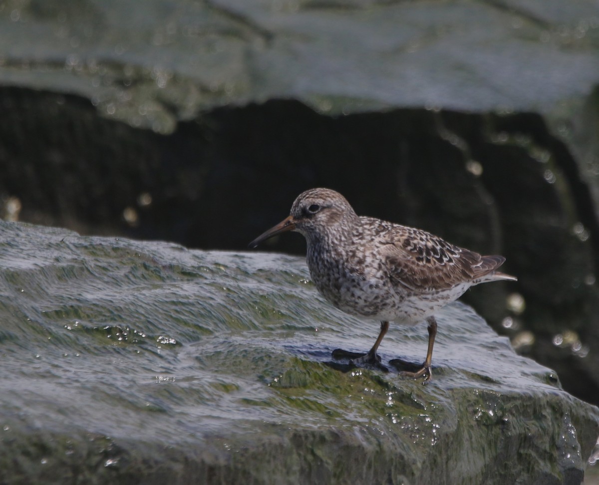 Purple Sandpiper - ML621521779