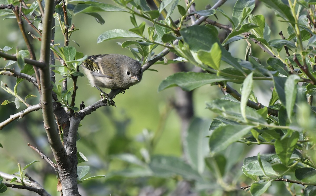 Ruby-crowned Kinglet - ML621521791