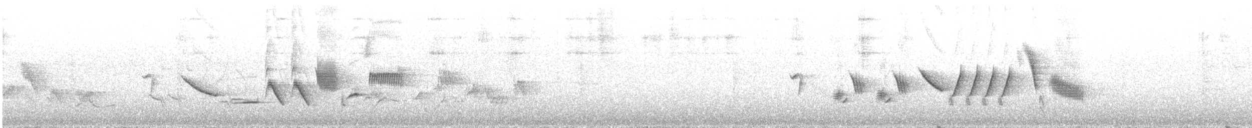ゴマフスズメ（schistacea グループ） - ML621521805