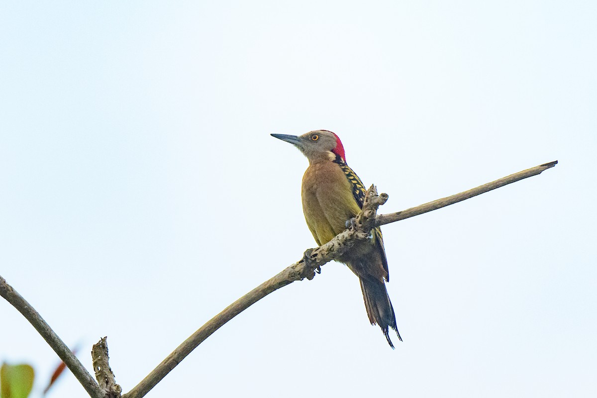 Hispaniolan Woodpecker - ML621521939