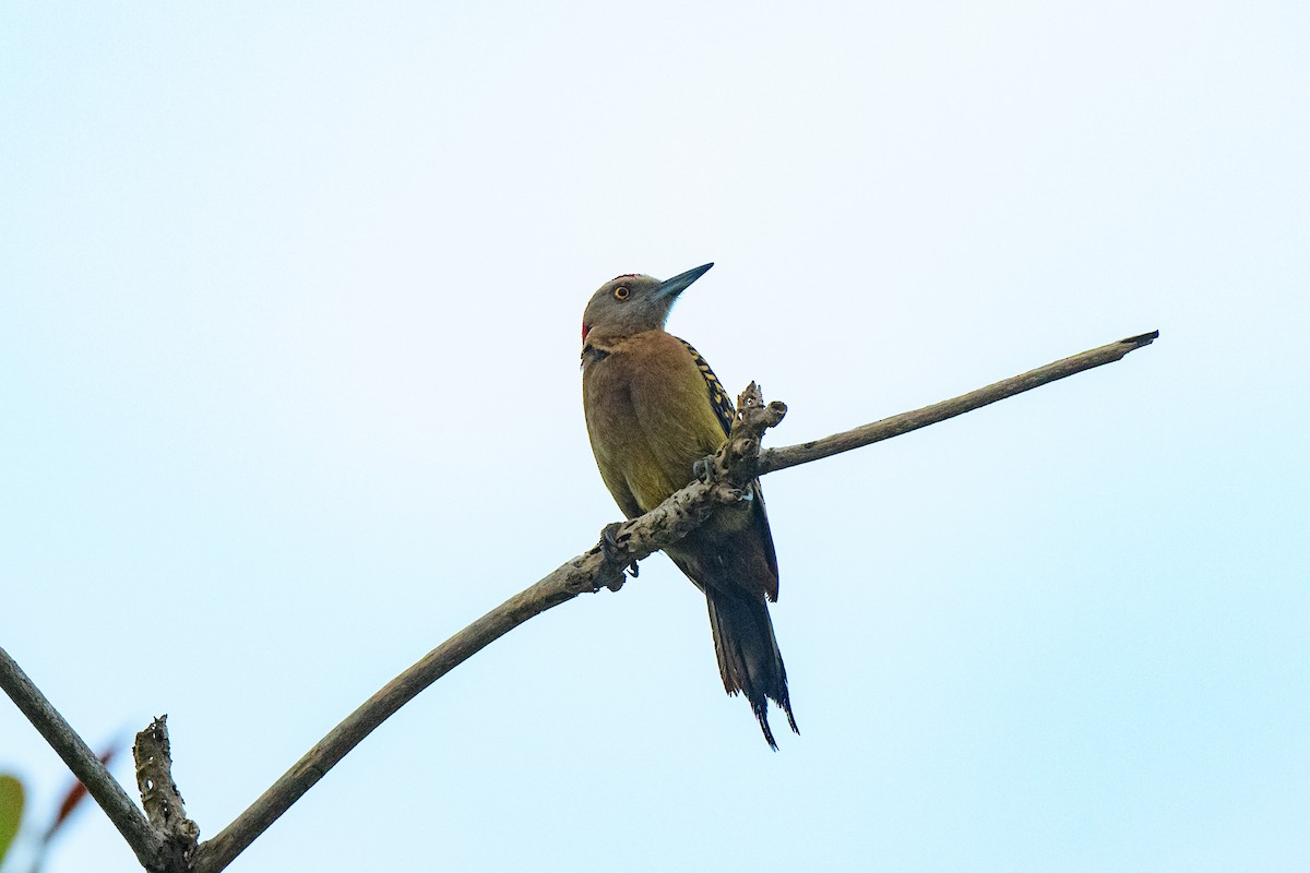 Hispaniolan Woodpecker - ML621521940