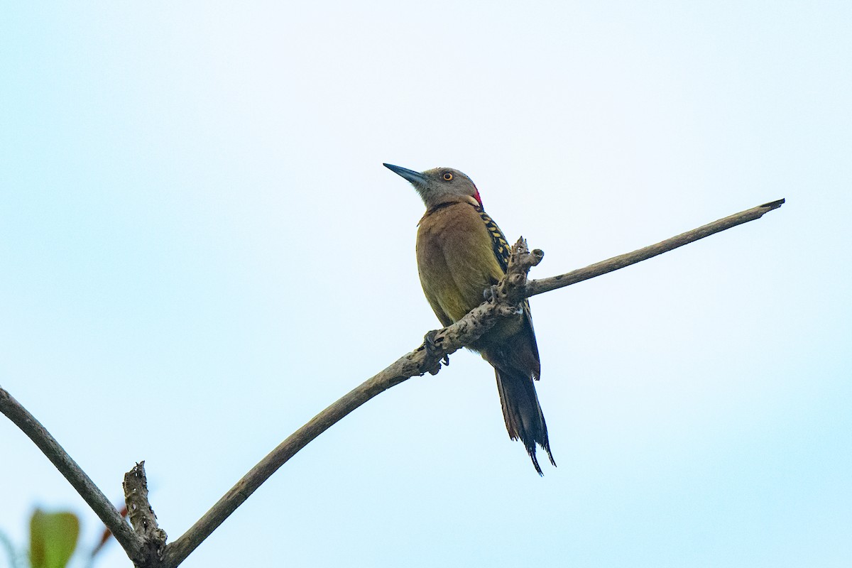 Hispaniolan Woodpecker - ML621521941