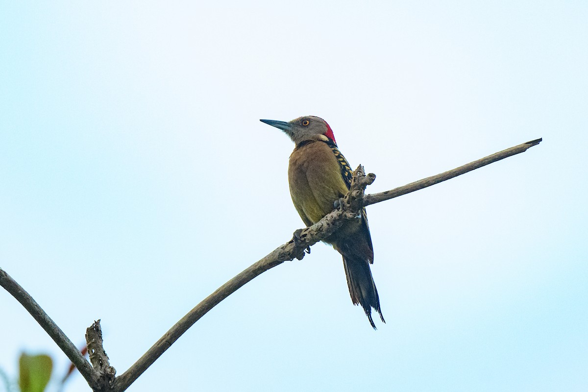 Hispaniolan Woodpecker - ML621521942