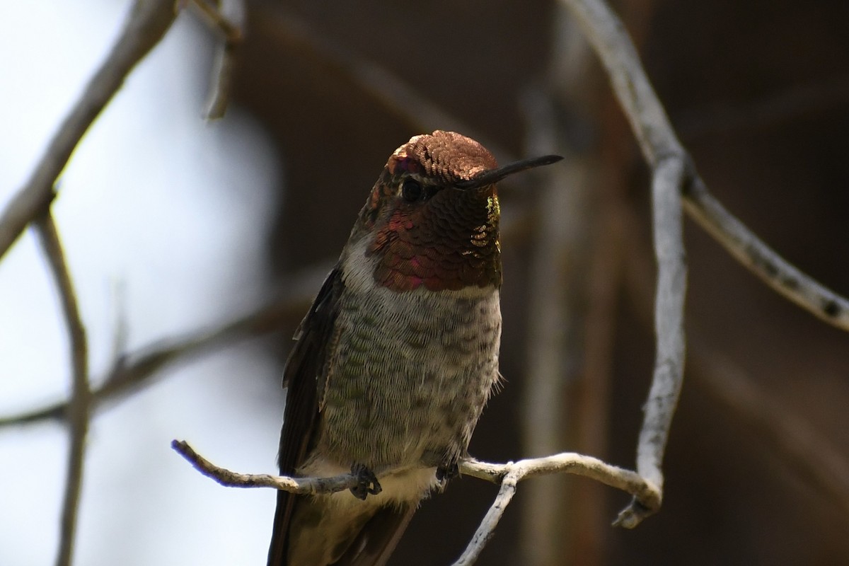 Anna's Hummingbird - ML621521948