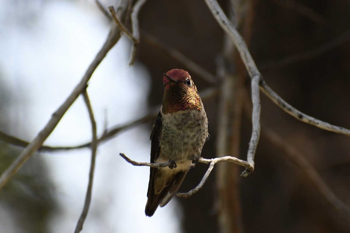 Anna's Hummingbird - ML621521949