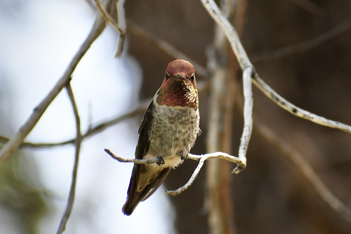 Anna's Hummingbird - ML621521950