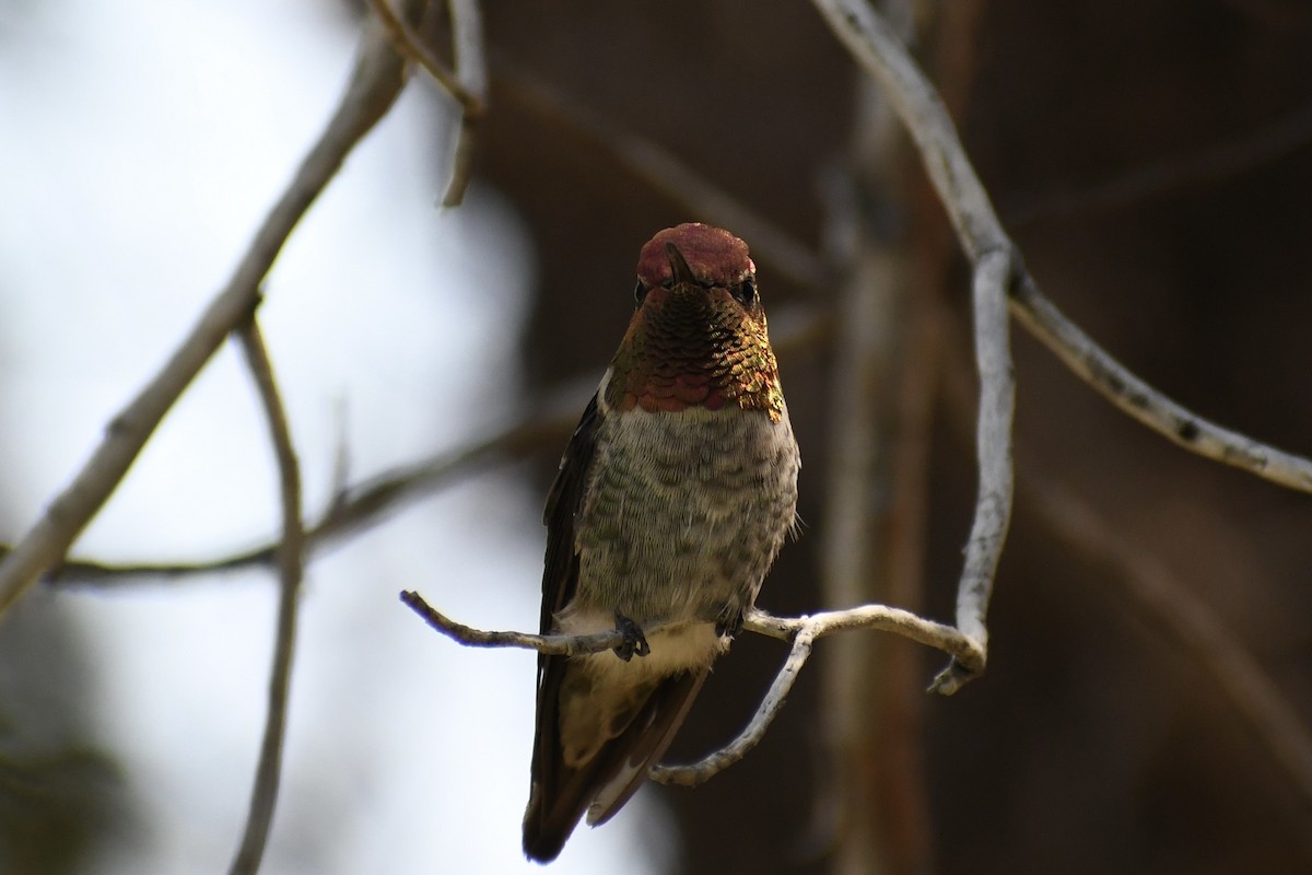 Anna's Hummingbird - ML621521951