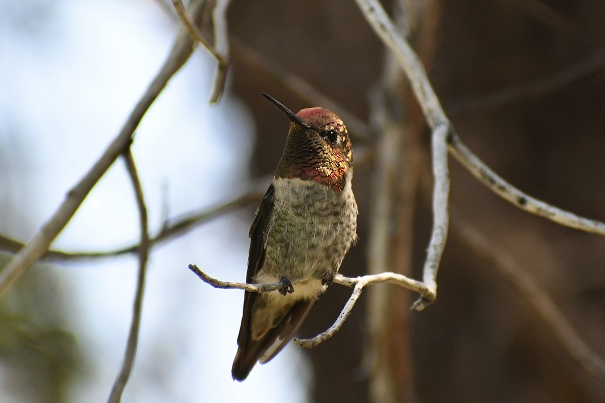 Anna's Hummingbird - ML621521953