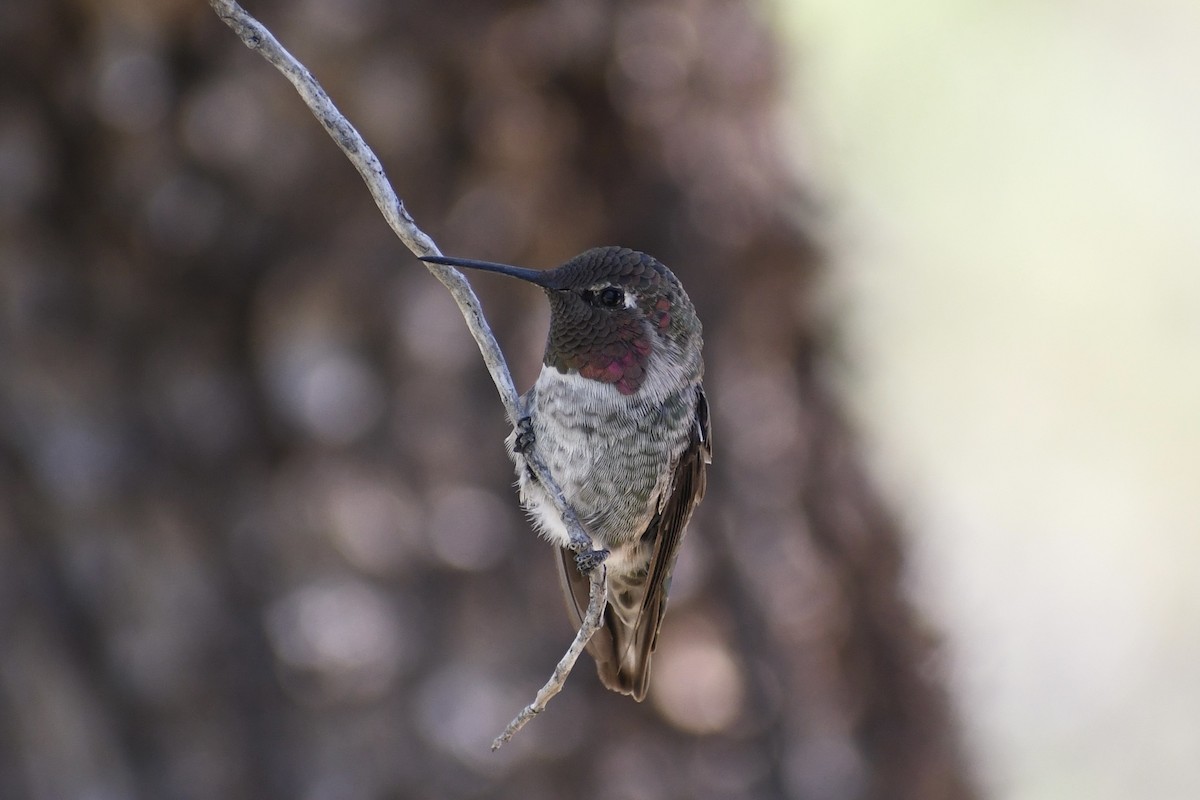Anna's Hummingbird - ML621521954