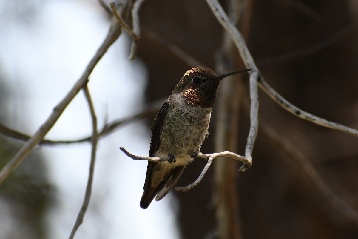 Anna's Hummingbird - ML621521955