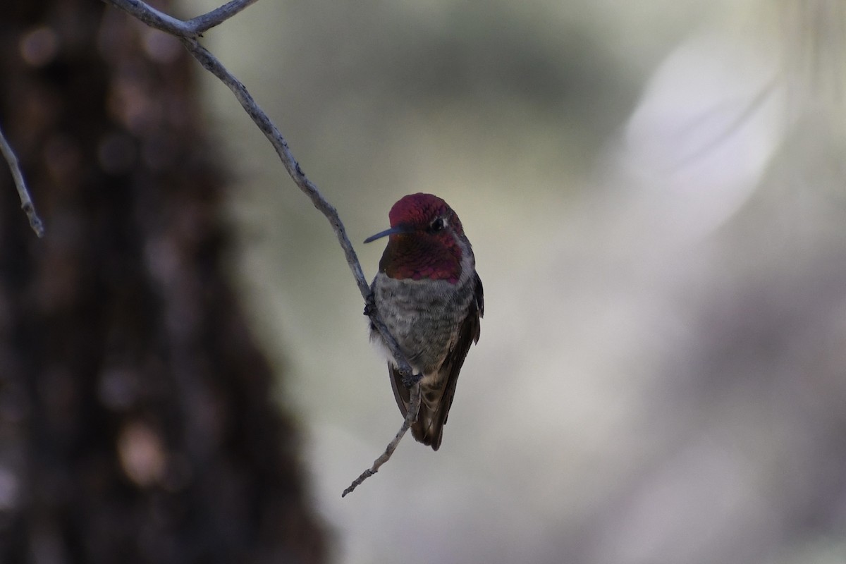 Anna's Hummingbird - ML621521956