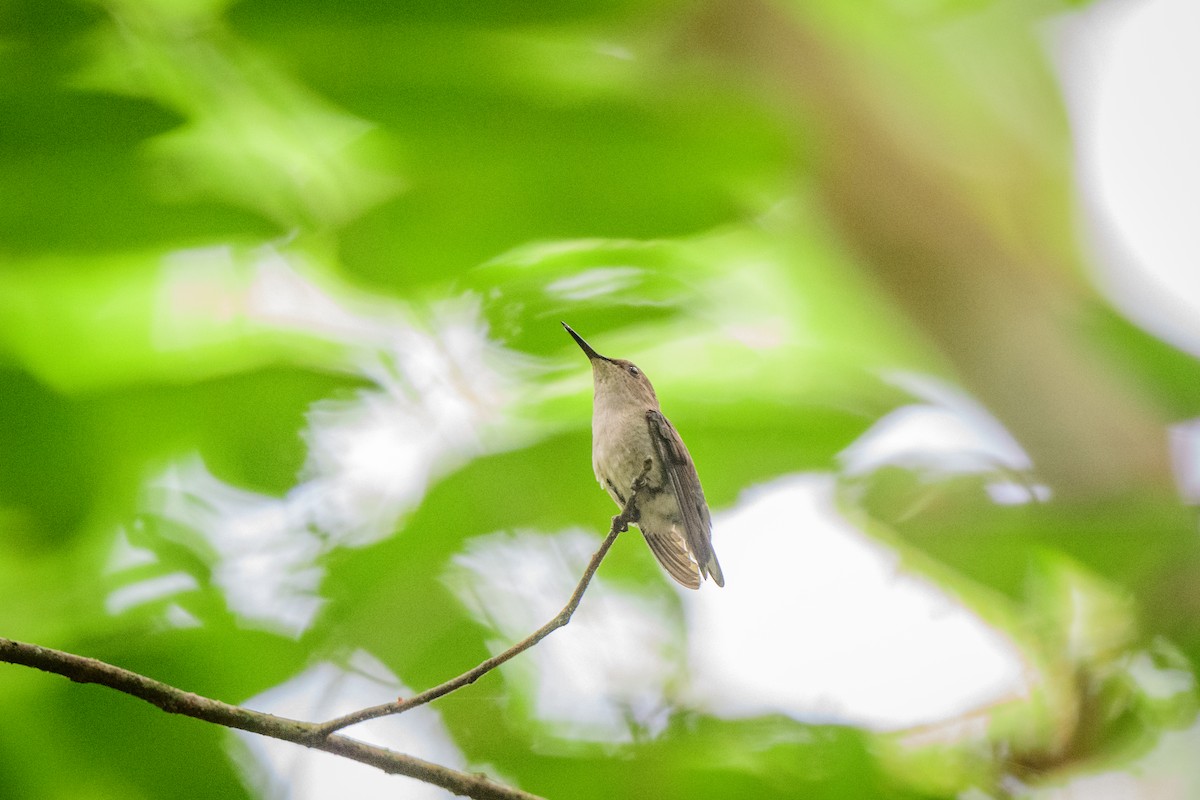 Vervain Hummingbird - ML621521979