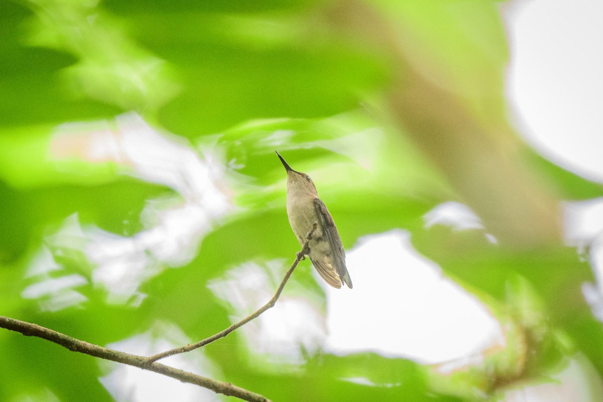 Vervain Hummingbird - ML621521980