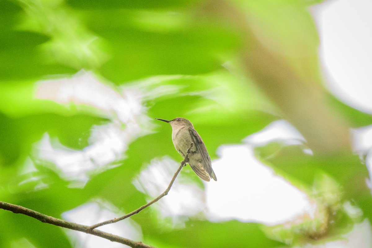 Vervain Hummingbird - ML621521981